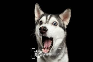 Mascotas Paquete 3