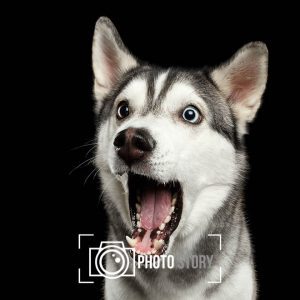 Mascotas Paquete 3