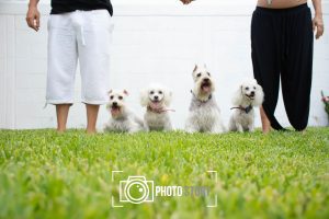 Mascotas Paquete 2