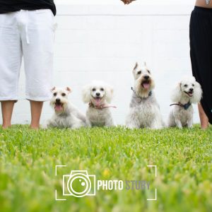Mascotas Paquete 2